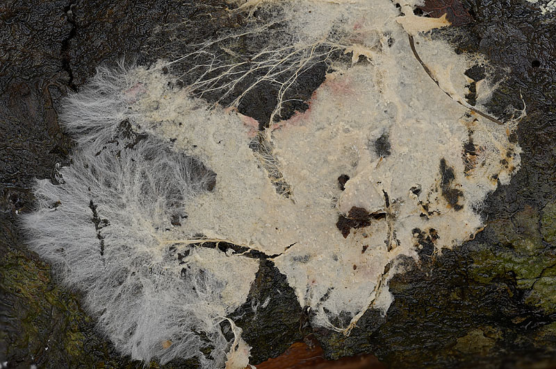 Asterostroma cervicolor